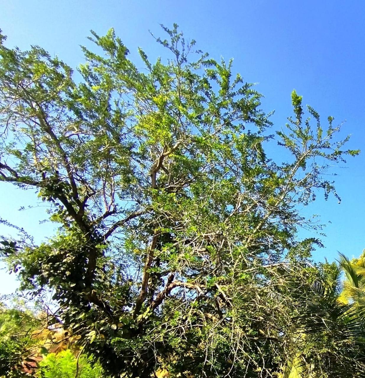 Mirissa Villa Green Pepper Экстерьер фото